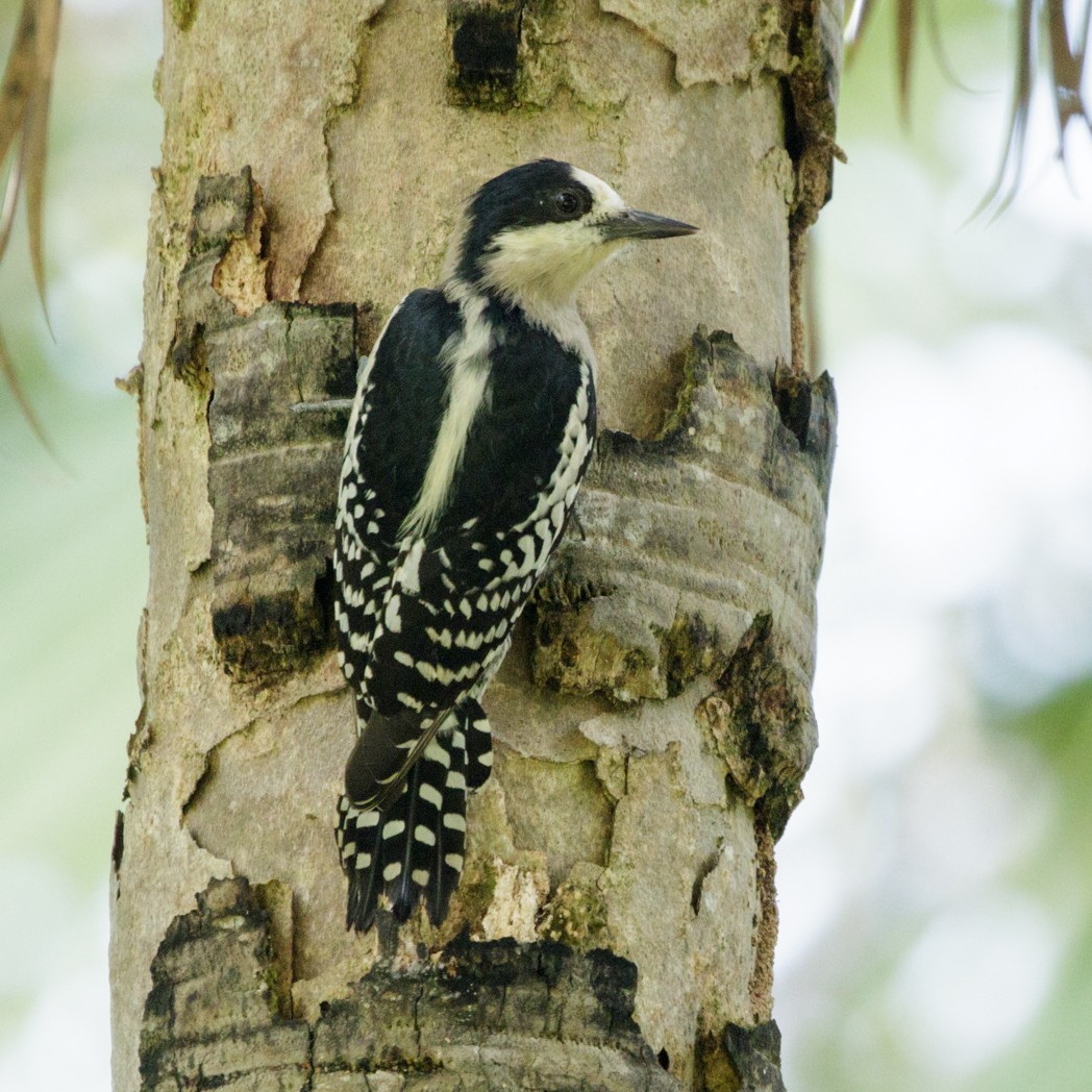 White-fronted Woodpecker - ML151566681