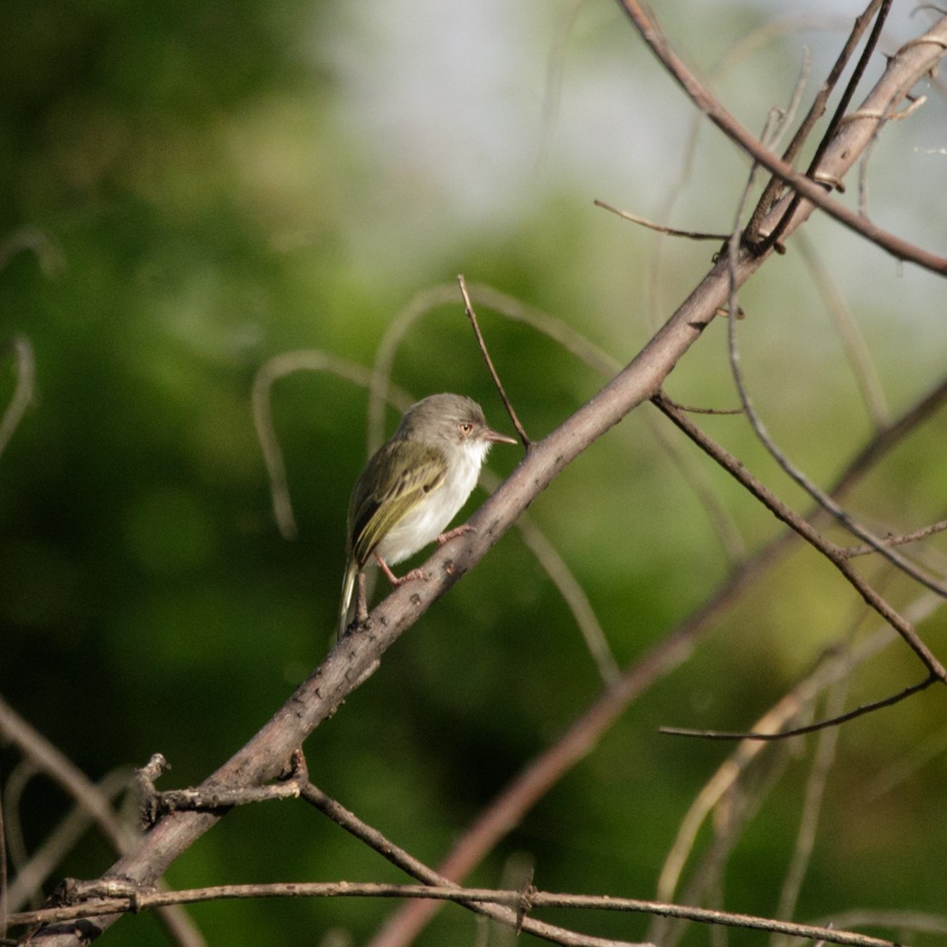 Pearly-vented Tody-Tyrant - ML151566871