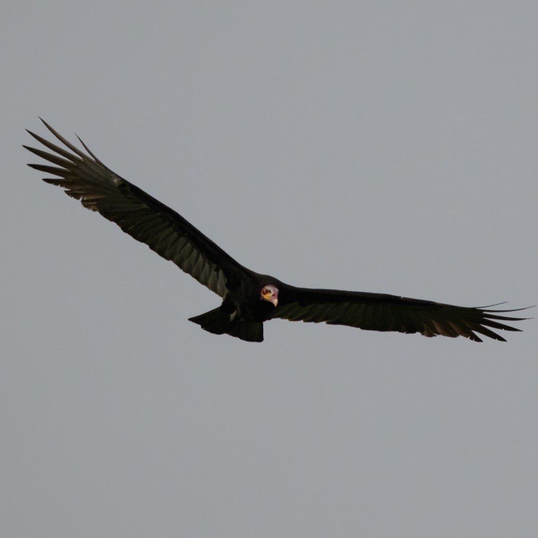 Lesser Yellow-headed Vulture - ML151567051