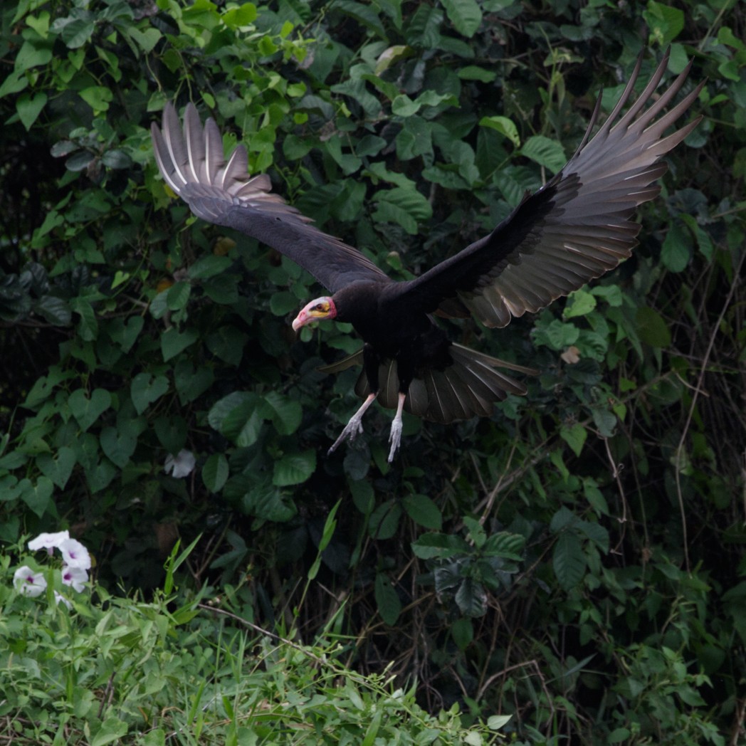 Lesser Yellow-headed Vulture - Silvia Faustino Linhares