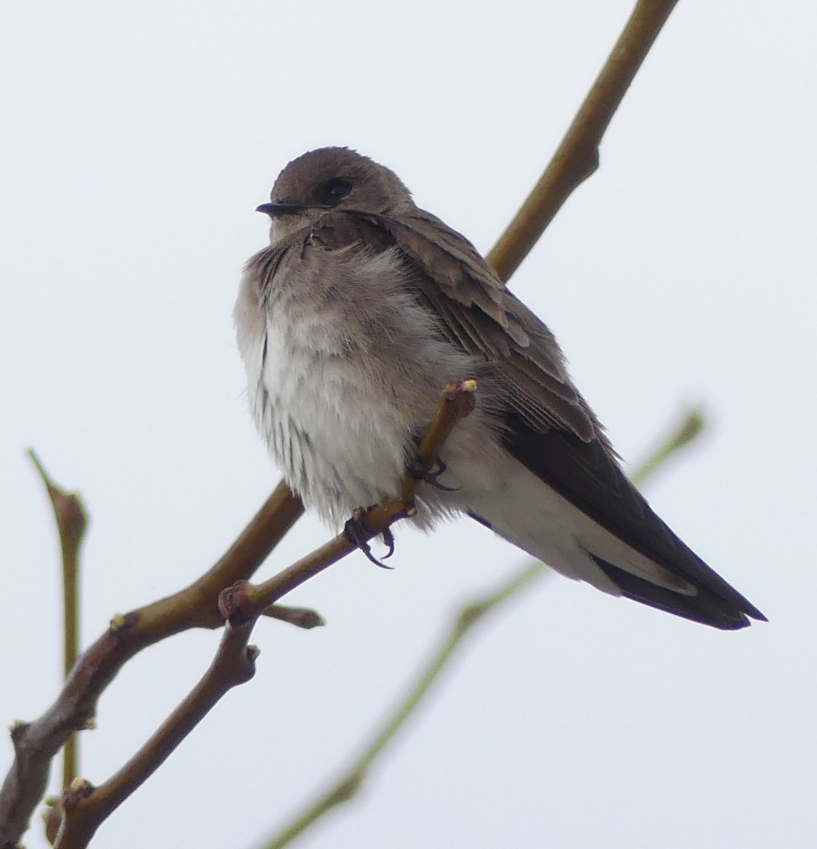 Northern Rough-winged Swallow - Karen Hass