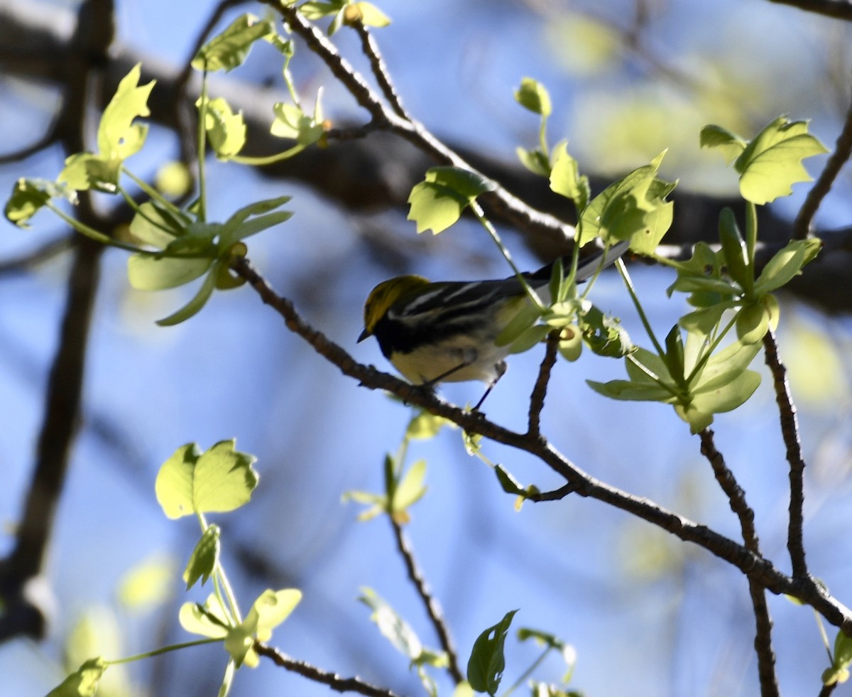 Black-throated Green Warbler - Suzanne Zuckerman