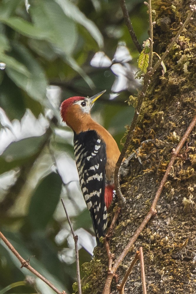 Rufous-bellied Woodpecker - ML151570721