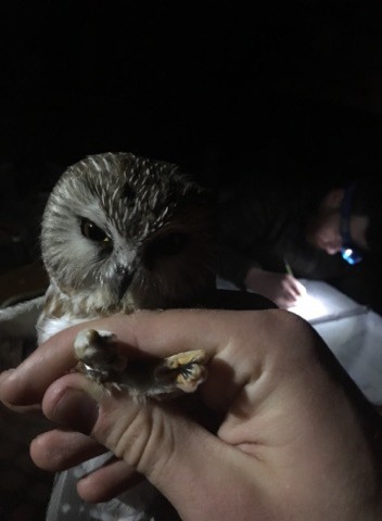 Northern Saw-whet Owl - Sage Levy