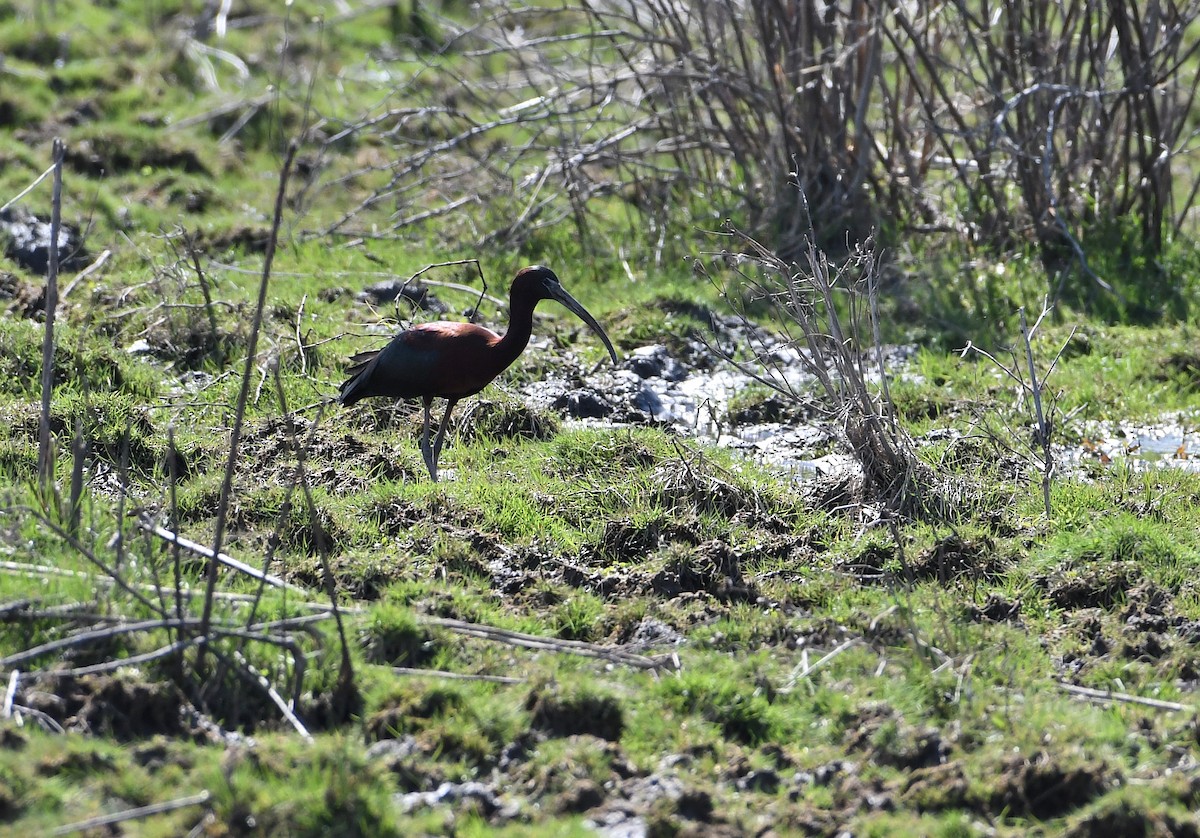 ibis hnědý - ML151573251