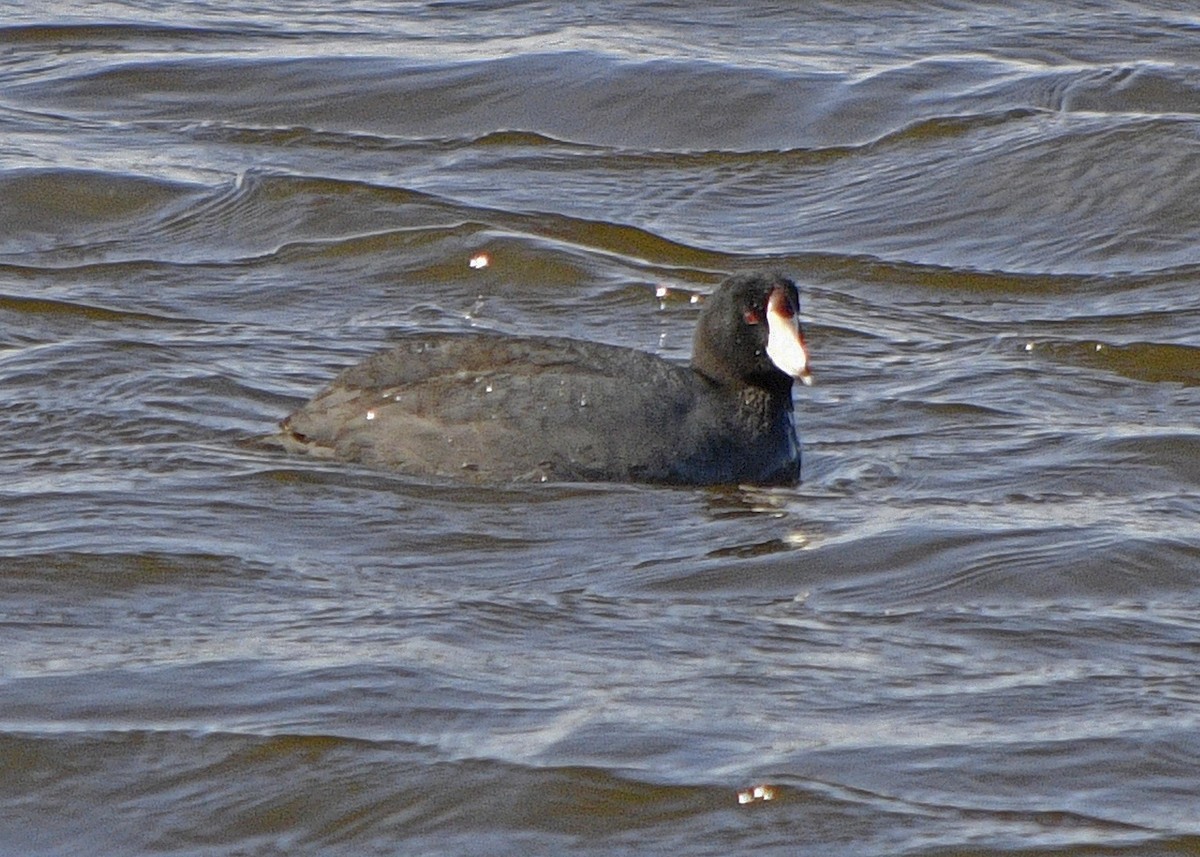 American Coot - Diane Constable