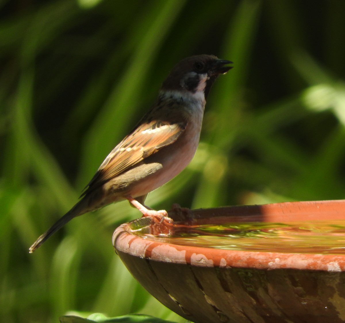 Eurasian Tree Sparrow - Sandy Gayasih