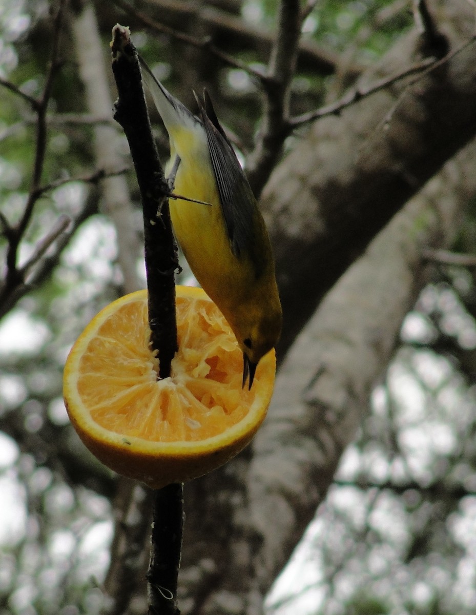 Prothonotary Warbler - ML151574671