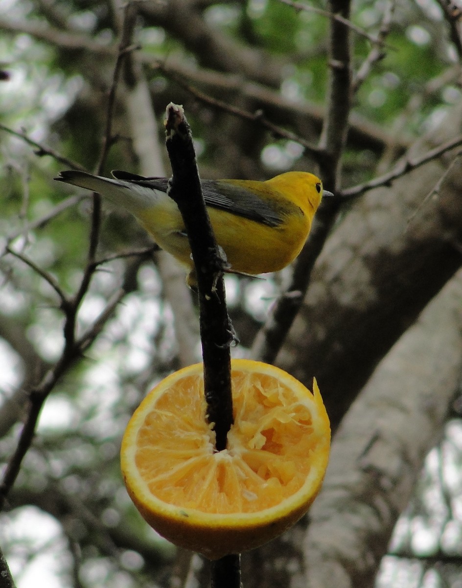 Prothonotary Warbler - Isidro Montemayor