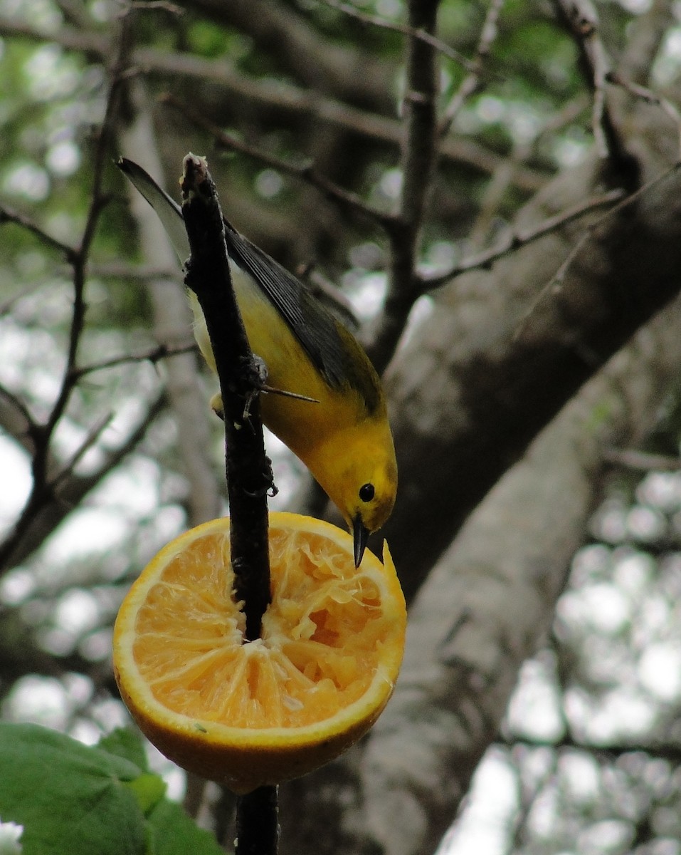 Prothonotary Warbler - ML151574711