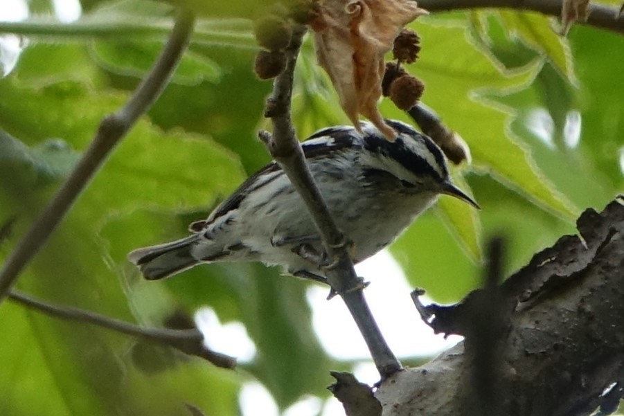 Black-and-white Warbler - ML151575161