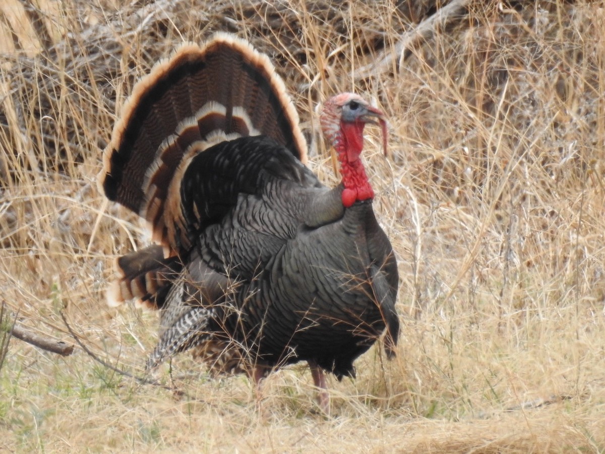 Wild Turkey - ML151575721