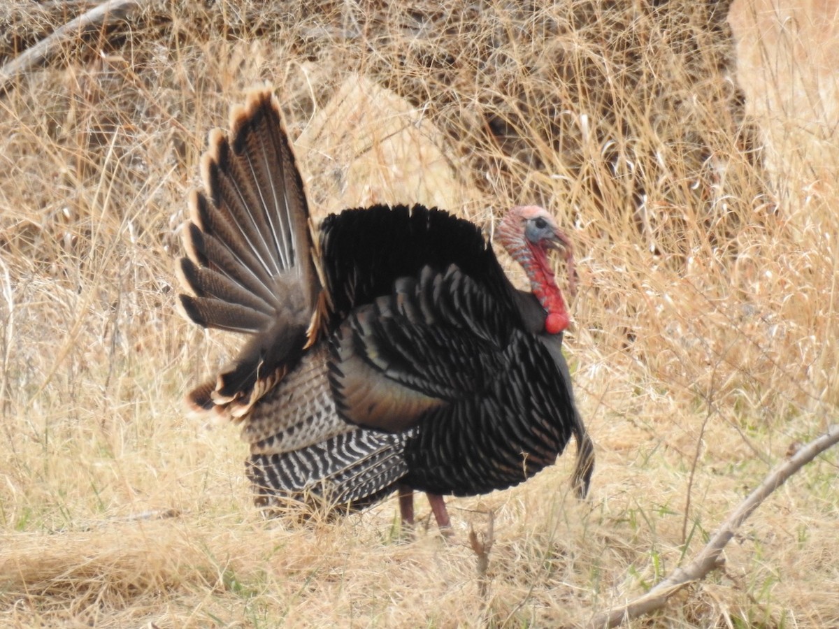 Wild Turkey - ML151575731