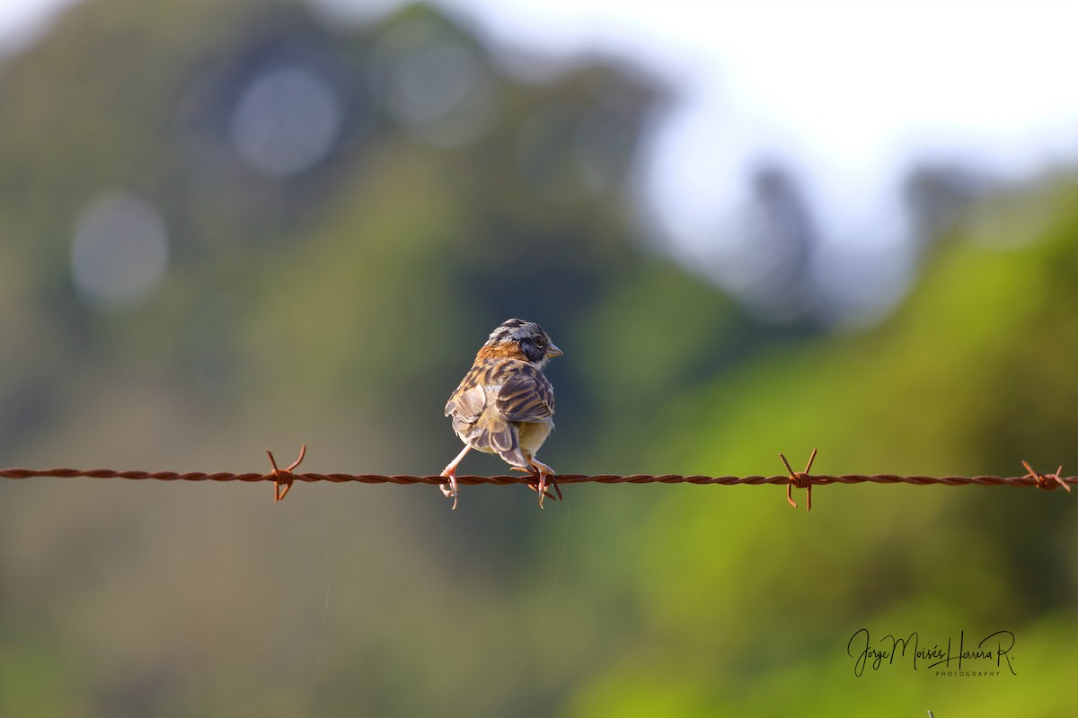 Rufous-collared Sparrow - Jorge Moisés Herrera R.