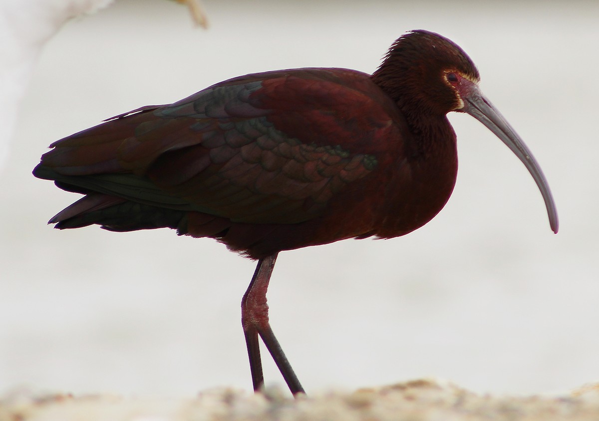 ibis americký - ML151577151