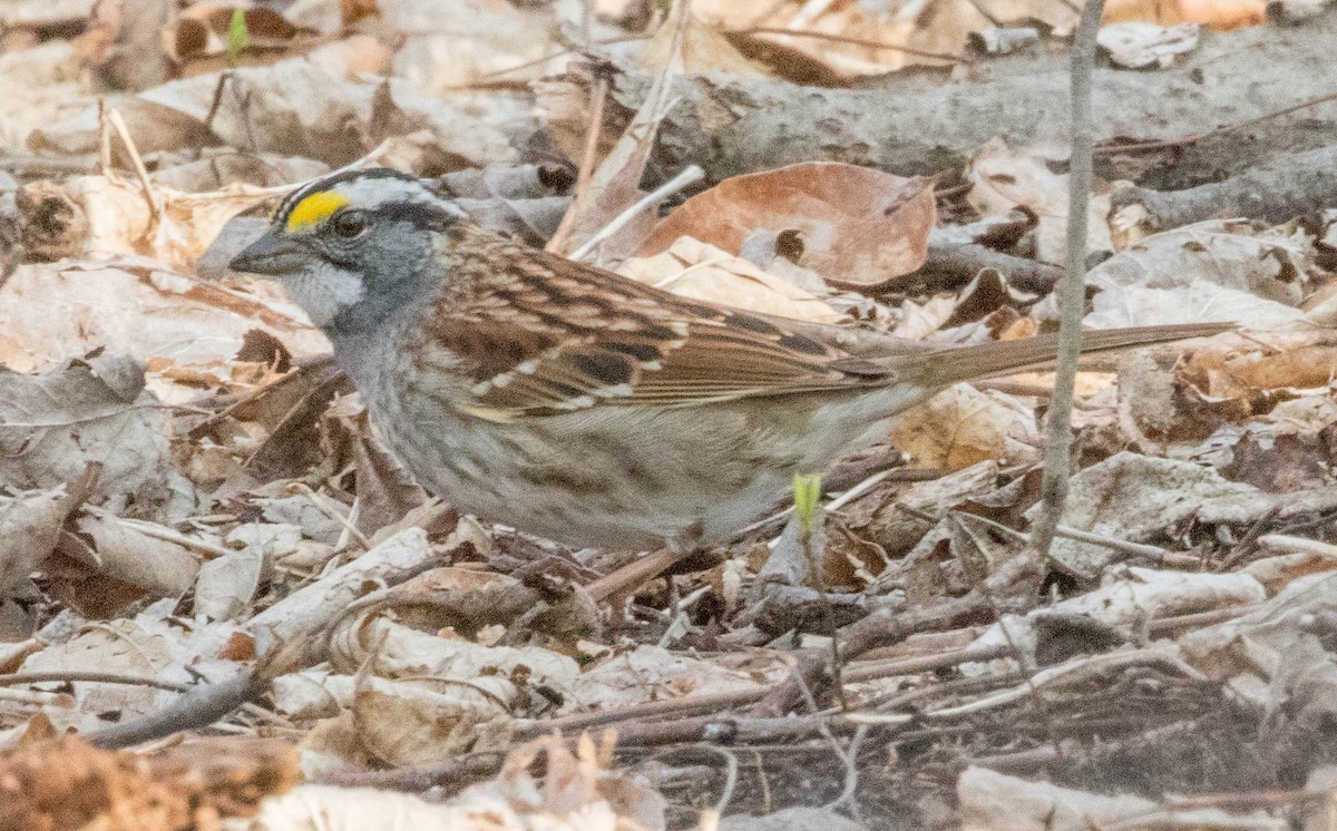 White-throated Sparrow - Robert Bochenek