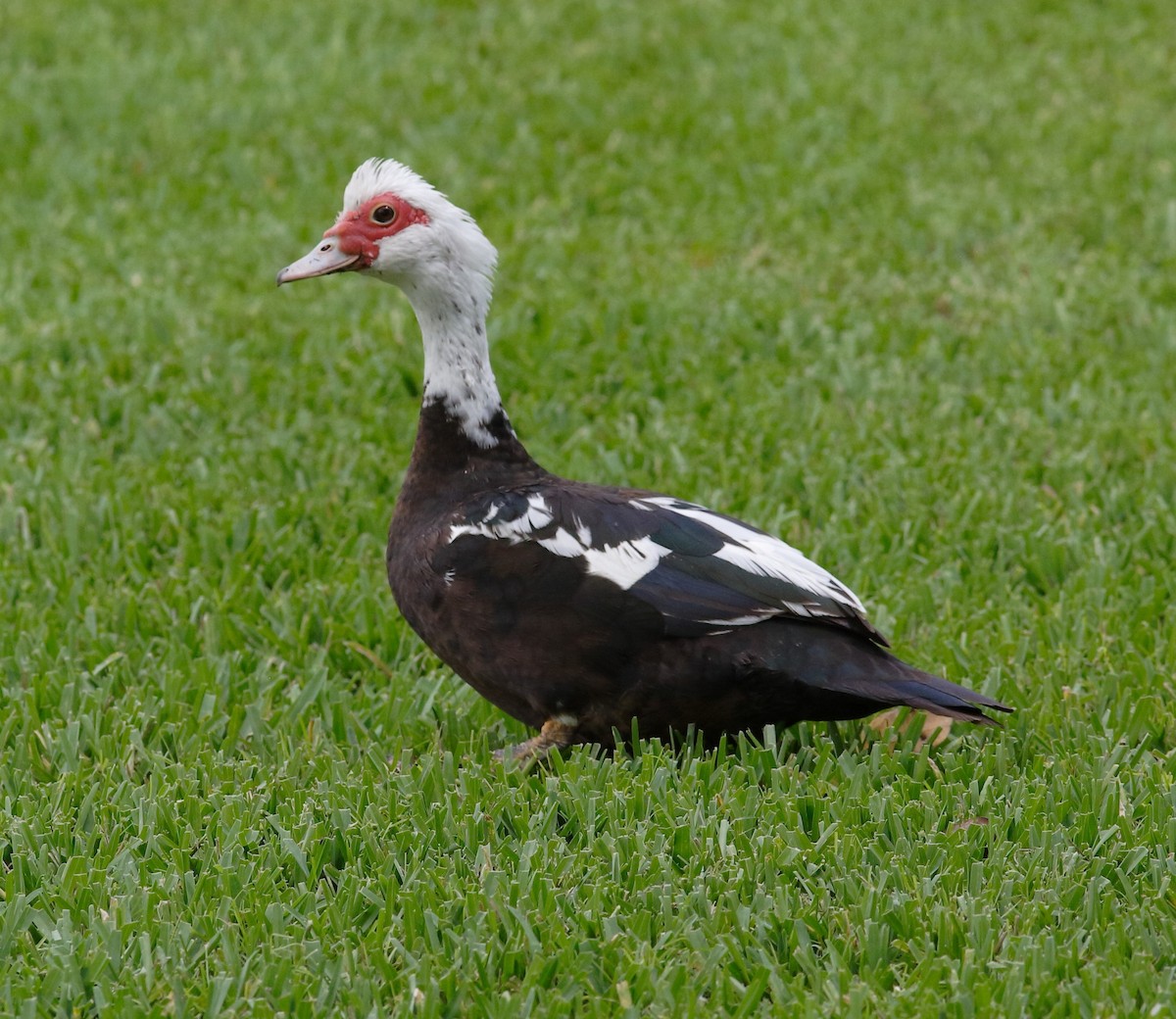 Muscovy Duck (Domestic type) - Matthew Bowman