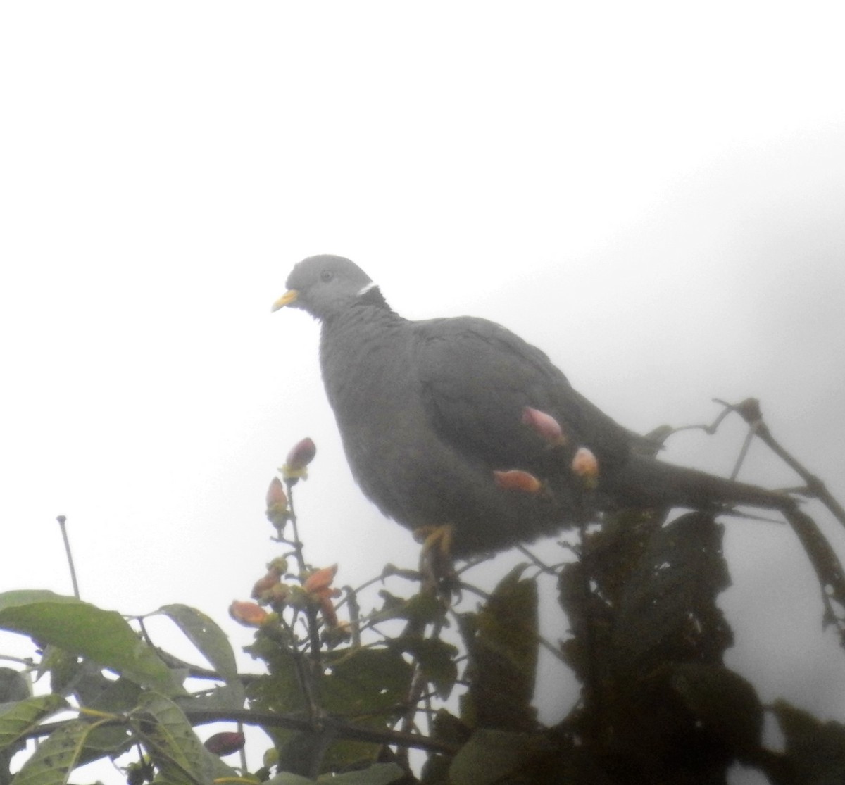 Band-tailed Pigeon - John Licharson