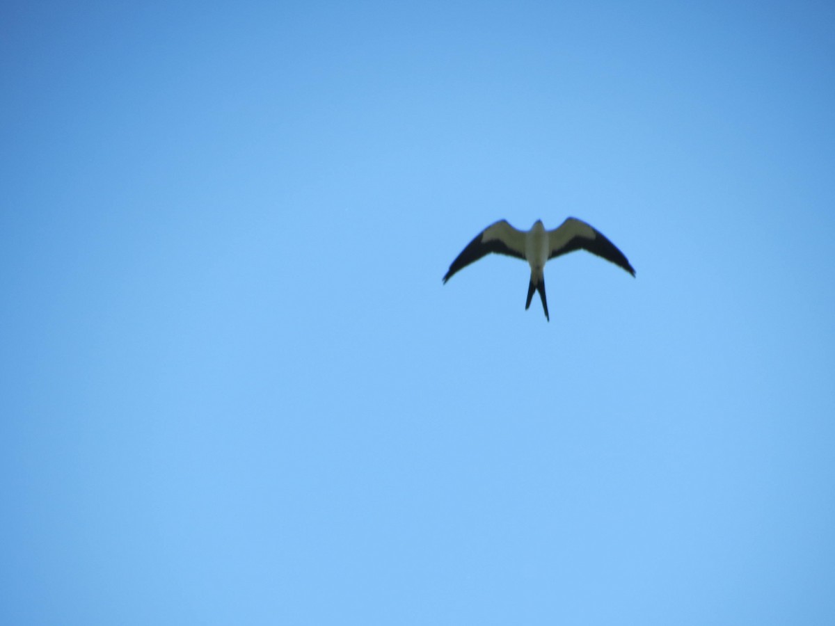 Swallow-tailed Kite - Alexander Sullivan