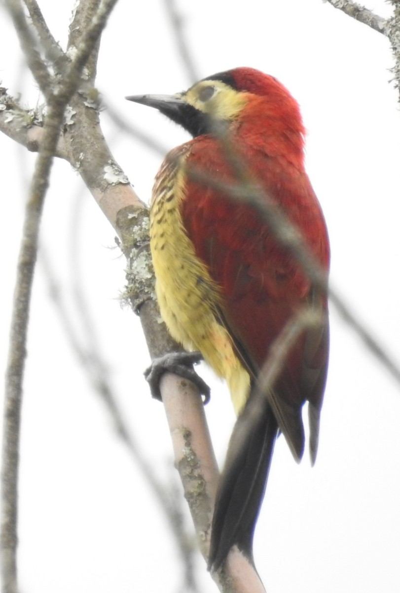 Crimson-mantled Woodpecker - John Licharson