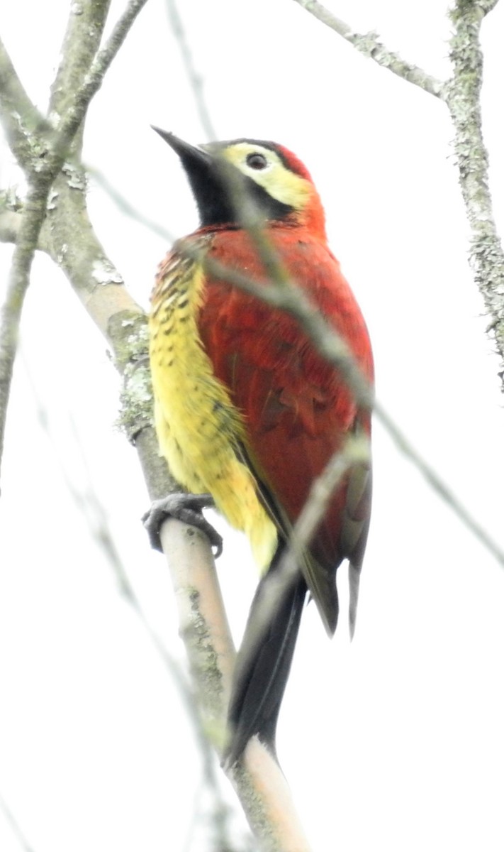 Crimson-mantled Woodpecker - John Licharson