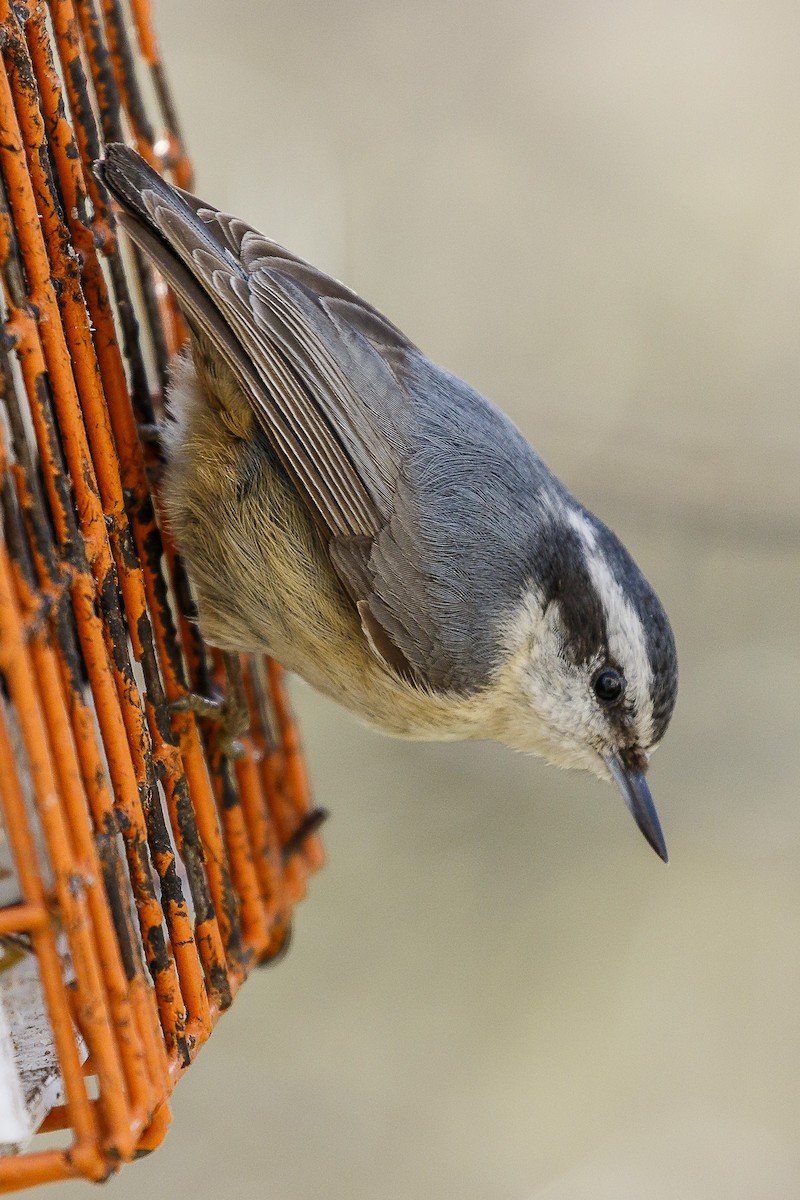 Red-breasted Nuthatch - Alan Wells