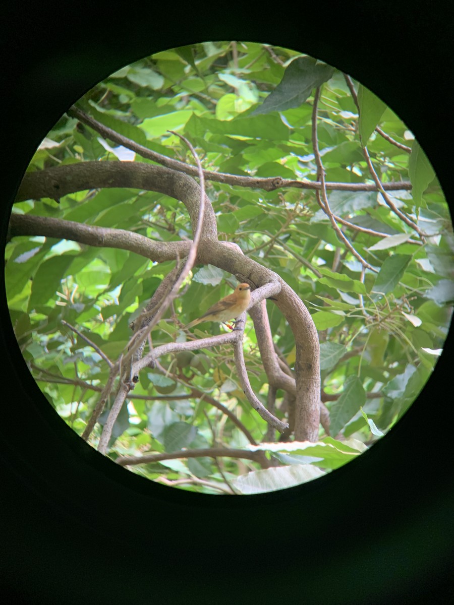 Rarotonga Monarch - ML151585271