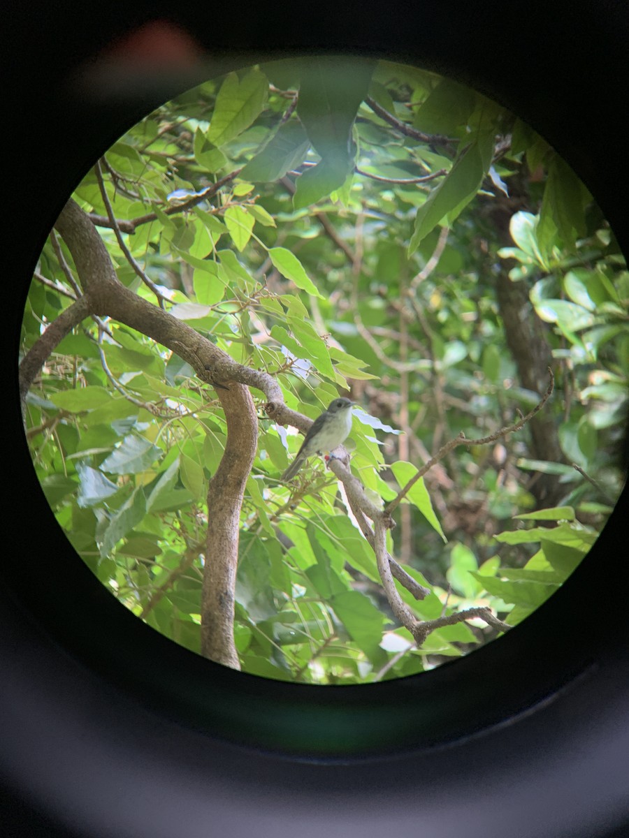 Rarotonga Monarch - ML151585351