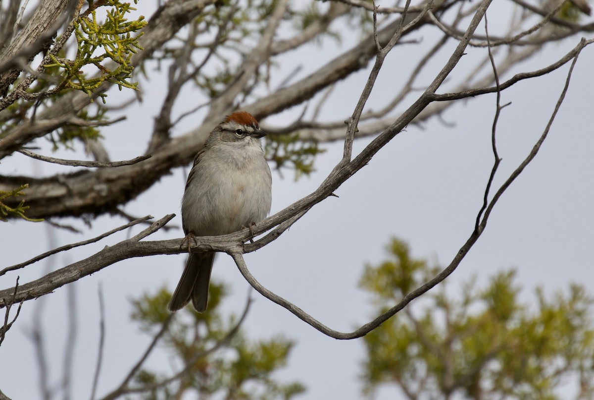 Chipping Sparrow - ML151586911