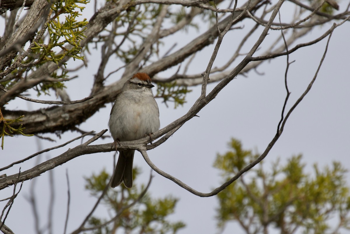 Chipping Sparrow - ML151586921