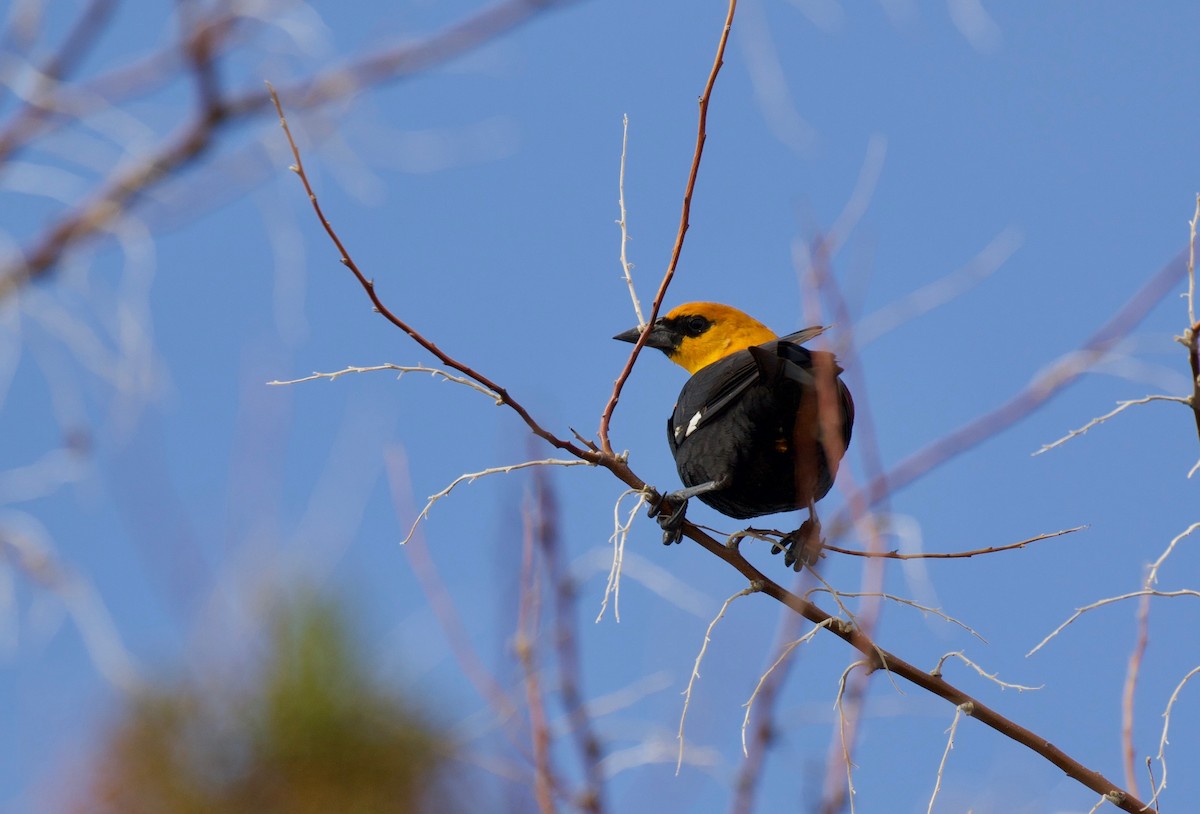 Yellow-headed Blackbird - ML151587141