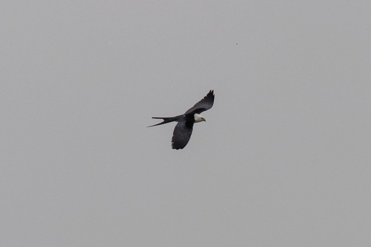 Swallow-tailed Kite - Eric Zawatski