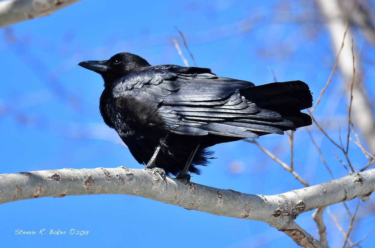 American Crow - Steeve R. Baker