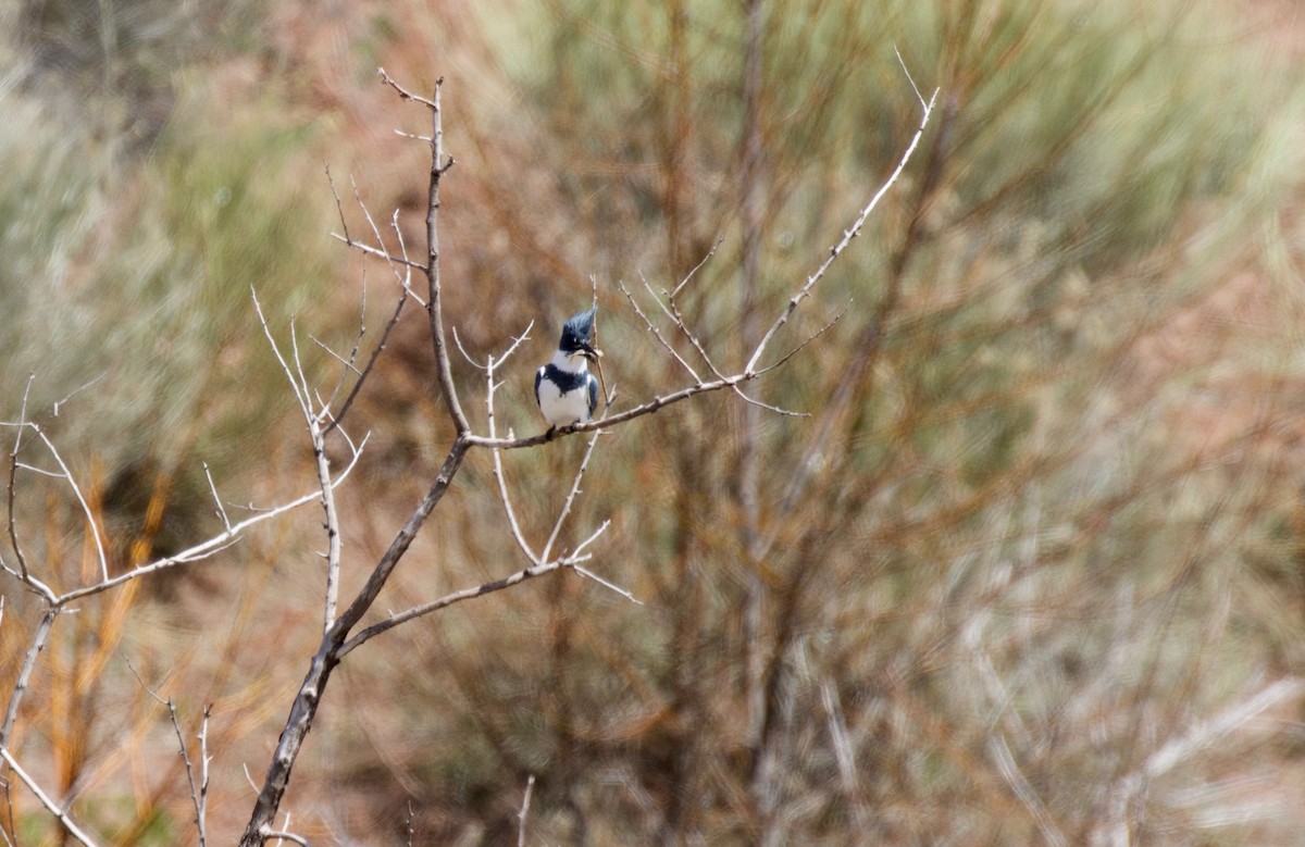 Belted Kingfisher - ML151588281