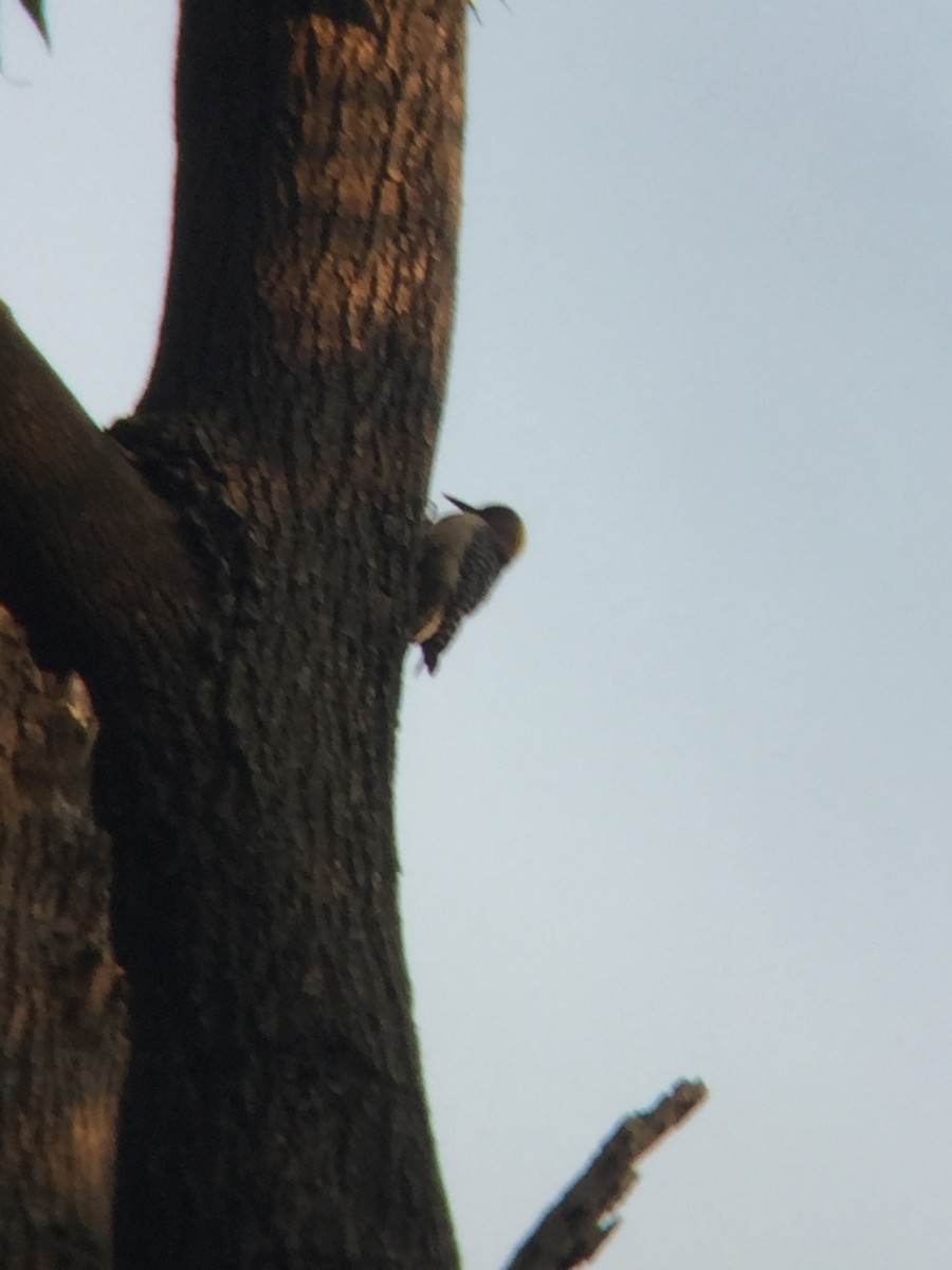 Golden-fronted Woodpecker - ML151588841