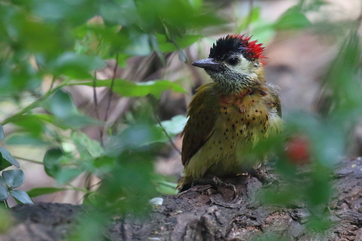 Spot-breasted Woodpecker - Douglas Faulder