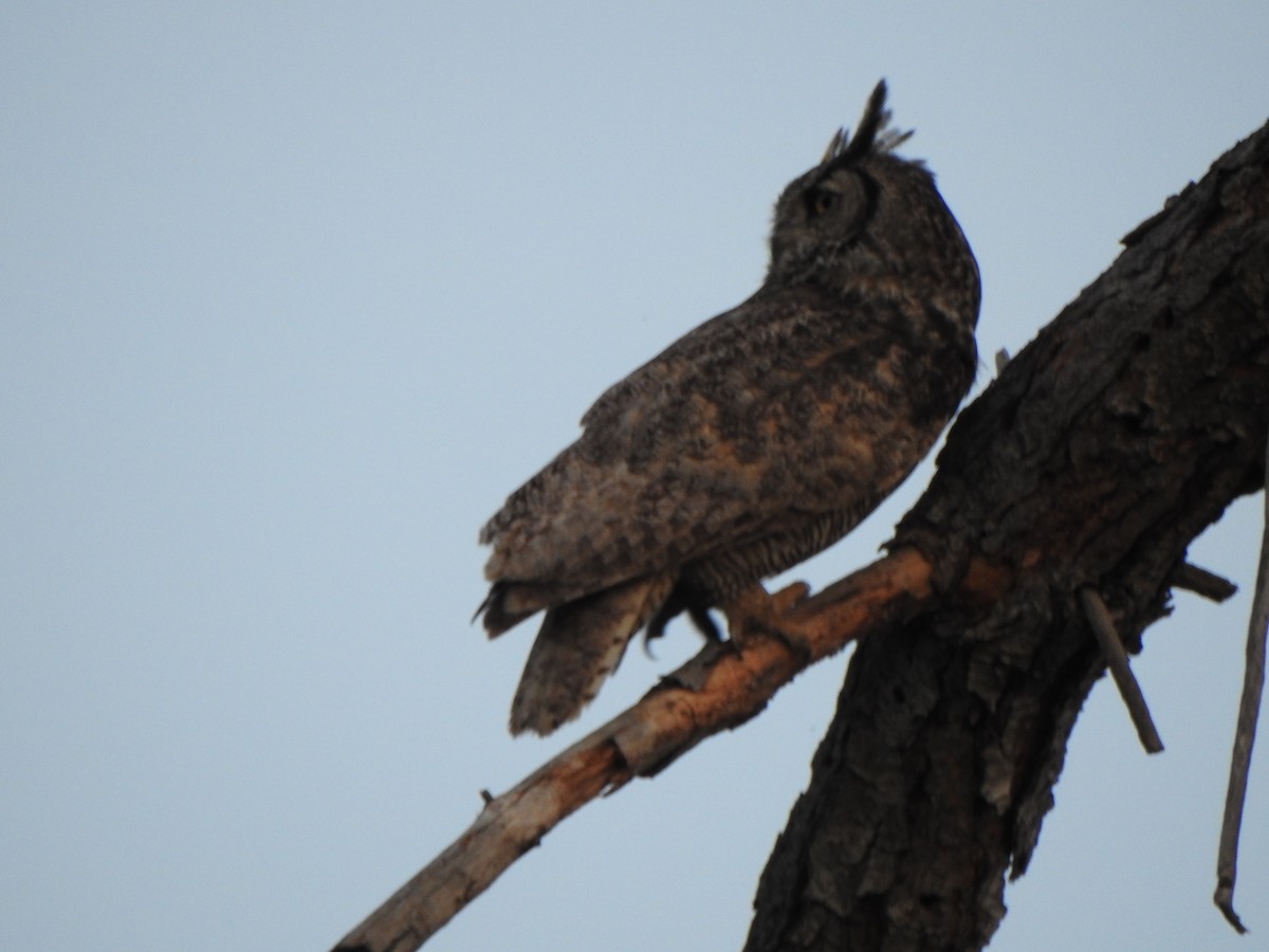 Great Horned Owl - ML151590431