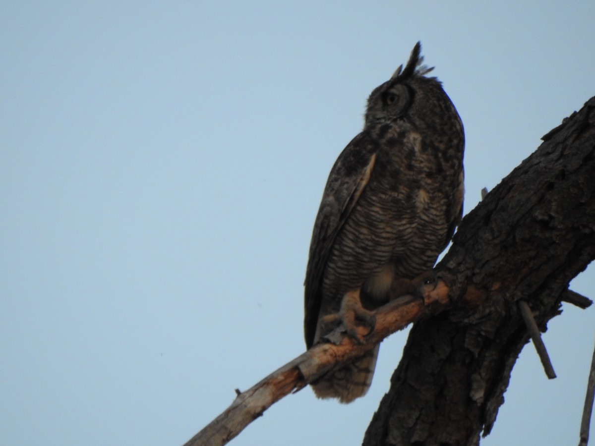 Great Horned Owl - ML151590551