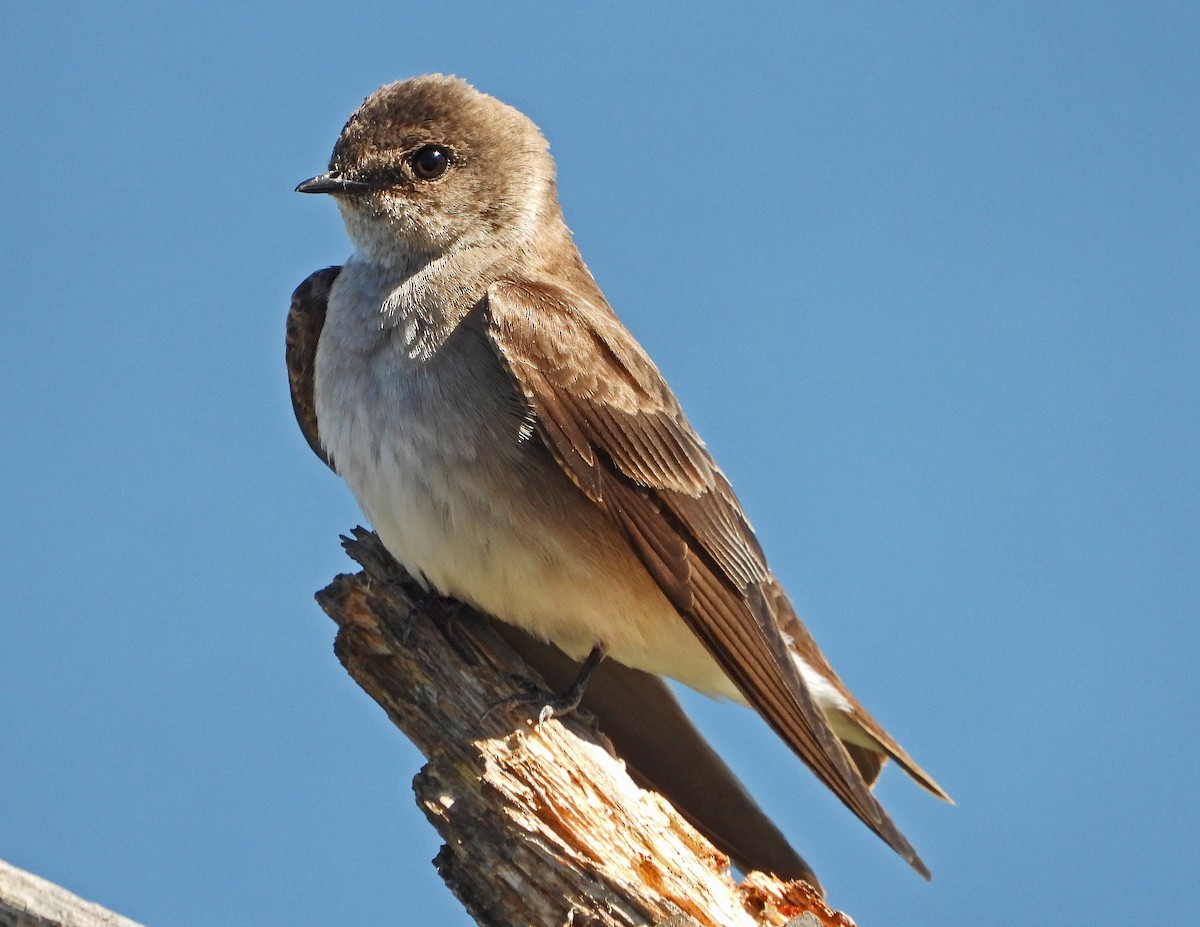 Northern Rough-winged Swallow - Aubrey Merrill