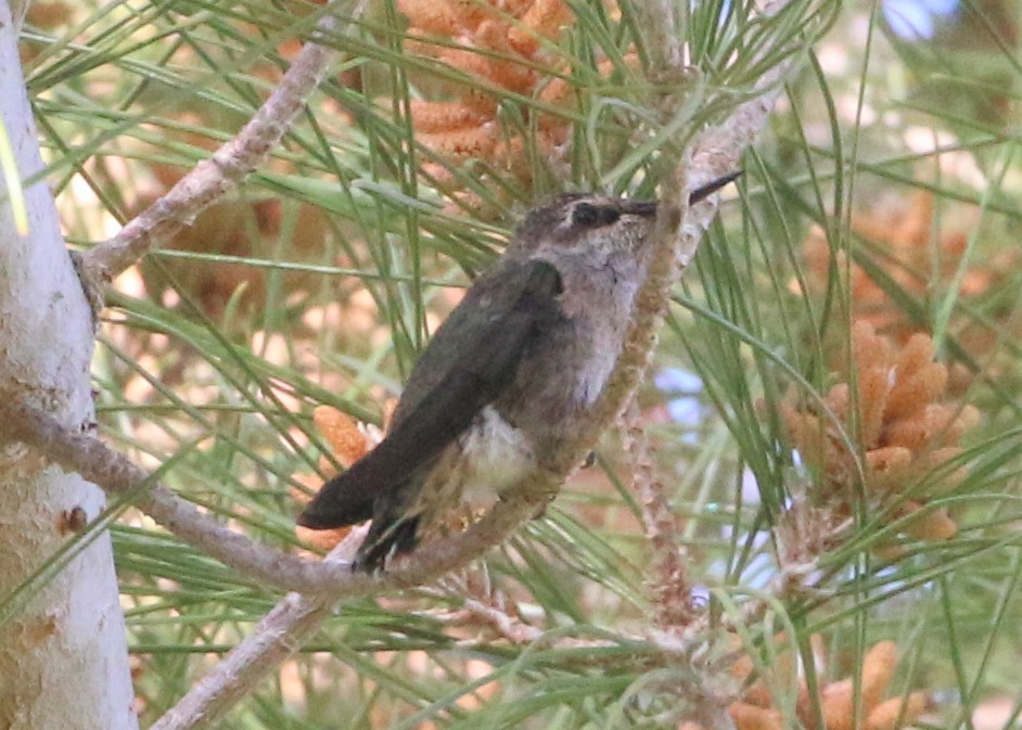 hummingbird sp. - Linda LeRoy