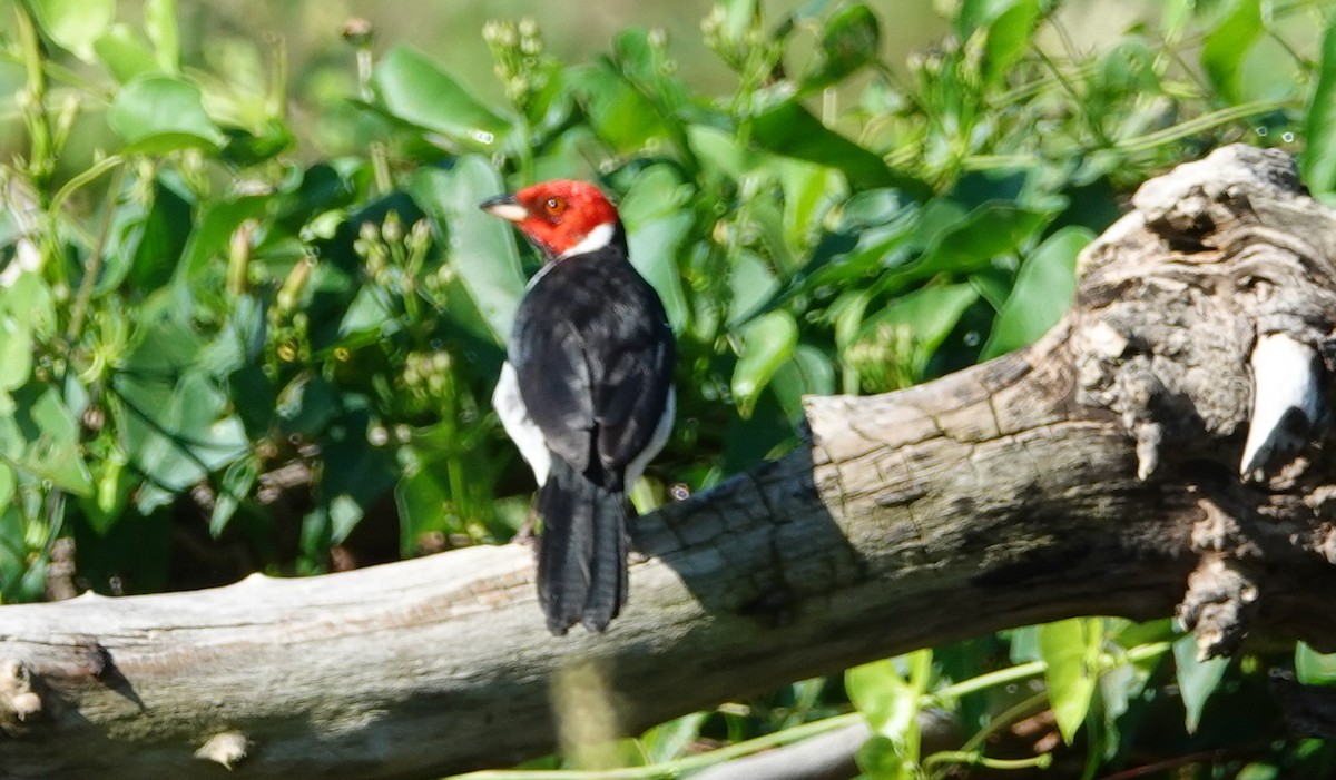 Red-capped Cardinal - Duston Larsen