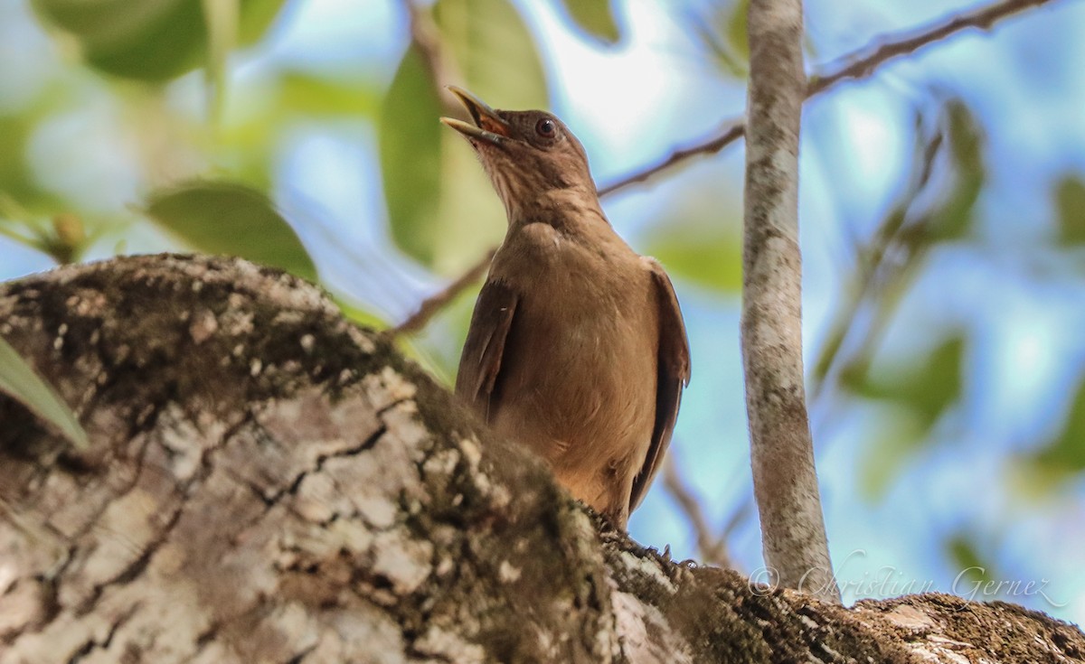 Clay-colored Thrush - christian Gernez