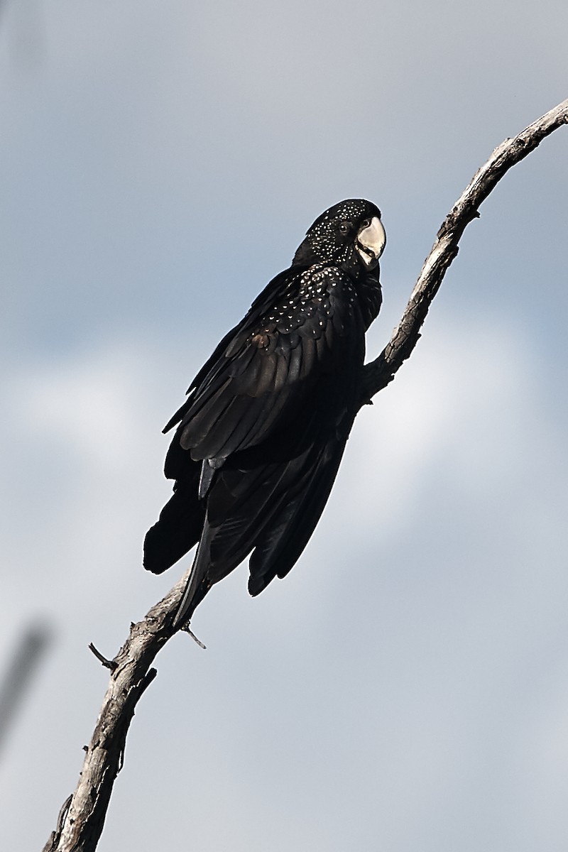 Red-tailed Black-Cockatoo - ML151593581
