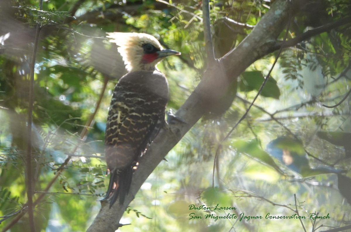 Pale-crested Woodpecker - Duston Larsen