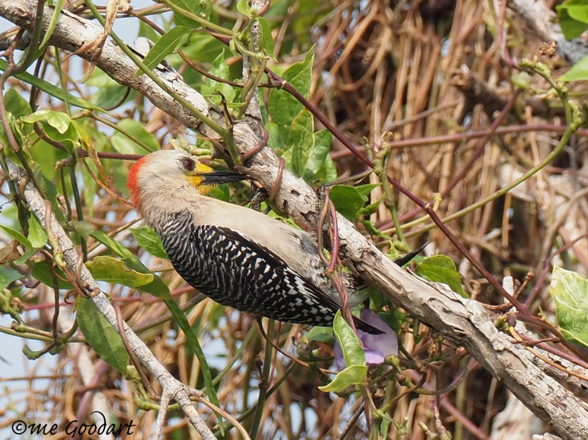 Yucatan Woodpecker - ML151597941