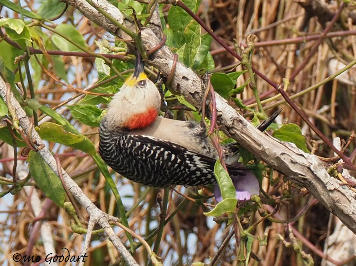 Yucatan Woodpecker - ML151597951