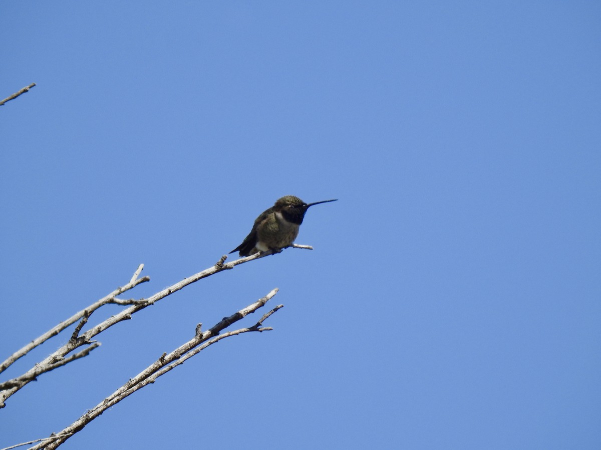 Black-chinned Hummingbird - sarah walker