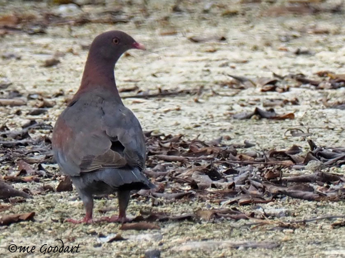 Red-billed Pigeon - ML151598131