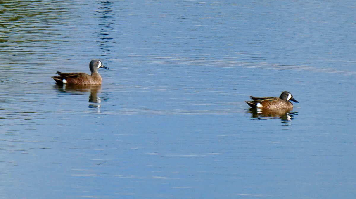 Blue-winged Teal - ML151600491