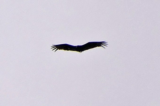 Turkey Vulture - ML151601721
